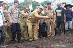 Gubernur Babel tanam perdana varietas Padi Siantar dan Padi Hitam