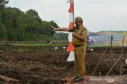 Pemprov Babel kembangkan padi organik varietas sintanur dan hitam