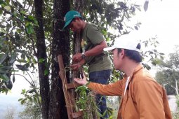 FKH returns Kalimantan orchid to forest