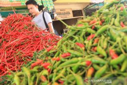 Harga cabai turun