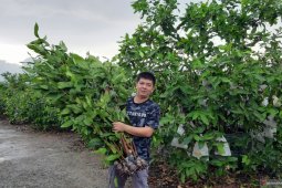 Bibit jambu madu Green Honey tembus pasar dengan manfaatkan medsos