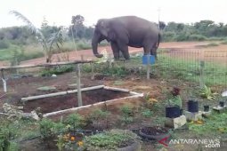 Gajah liar masuk pekarangan SD di Kabupaten Bener Meriah Aceh