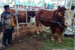 Pemkab Nagan imbau tidak pasok hewan ternak dari luar