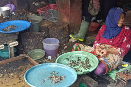 Pedagang belum mengetahui peraturan larangan penjualan anak ikan