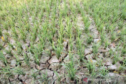 Ratusan hektare sawah terancam gagal panen di Aceh Timur