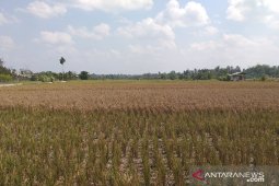 Produksi padi  di Belitung menurun