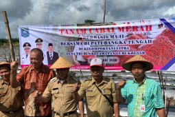 Kecamatan Lubuk Besar diproyeksikan jadi sentra tanaman hortikultura