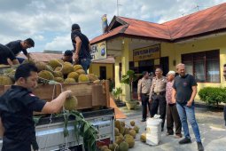 Seperempat ton ganja kering siap edar di dalam truk durian