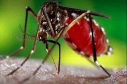 Januari 2020, penderita DBD Lampung Tengah capai 62 orang