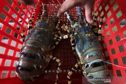 Lobster kualitas ekspor