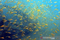 PT Timah tanam 3.300 terumbu karang di laut Pulau Bangka