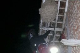 Seorang kakek meninggal setelah disengat  ratusan lebah
