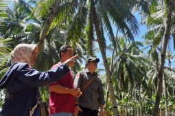 Padang Tikar jadi sumber kelapa dalam organik