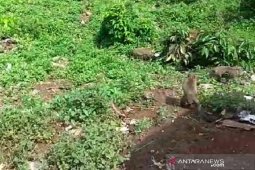 Kawanan monyet serbu  rumah dan lahan pertanian warga di Kuningan