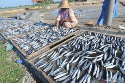 Permintaan ikan kering lemuru