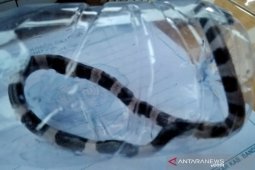 Peneliti: Bisa ular weling lebih  mematikan dibanding kobra