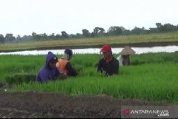 Jatah pupuk bersubsidi di Ngawi berkurang hingga 50 persen