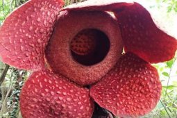 Tak seperti biasa, Rafflesia ini mekar sempurna di pohon