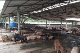 Distan Banten waspada penyakit hewan demam babi Afrika