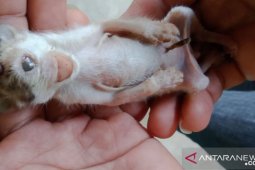 Kucing bertanduk dan bermata satu lahir di Labura