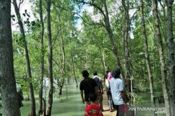 Wisata Mangrove, harapan baru warga pesisir Tanjungpunai Bangka Barat