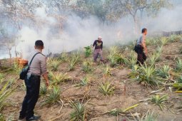 Puluhan hektare lahan hutan di Ambon terbakar, pemadaman terus dilakukan