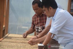Syaakira The View and Resto mulai kembangkan kopi arabika Marancar