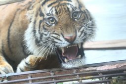 Harimau muncul di proyek jalan tol kagetkan pekerja