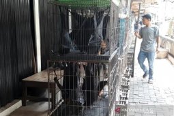 Pedagang kelelawar di Solo tetap tenang meski virus corona mengancam