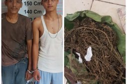Operasi Antik Toba, Polisi Bahorok Langkat tangkap dua pemilik ganja