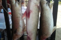 DKP Mukomuko swadaya lakukan domistikasi ikan mikih