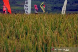 Pemkab Karawang diminta serius melindungi lahan pertanian