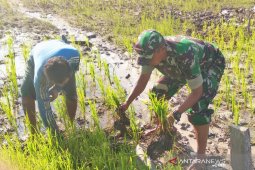 Kodim 0414 Kabupaten Belitung bantu petani menanam padi