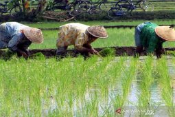 Distan Paser Kembangkan Padi Inbrida Seluas 750 Hektare