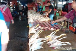 Harga ayam kampung dan ikan segar di Ambon melonjak