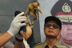 Kasus perdagangan satwa burung dilindungi