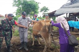 Disnak Situbondo:  Sapi mati karena perut kembung