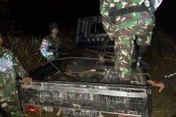 Satgas Pamtas amankan mobil kedapatan bawa sapi ilegal