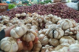 Dampak virus corona, harga bawang putih di Kota Medan naik tajam