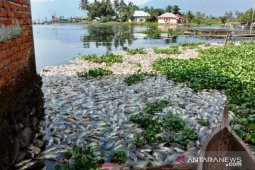 Kembali terjadi, kini 1,5 ton ikan siap panen mati di Danau Maninjau