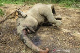 Gajah sumatera mati di hutan konsesi di Riau