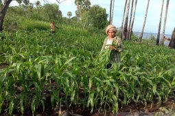Hasil panen petani Flores Timur menurun akibat ulat grayak