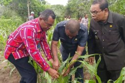 Flores Timur berstatus KLB hama ulat "grayak"