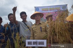 Wabup Bangka hadiri panen raya padi
