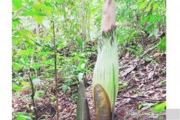 Bunga langka rafflesia dan kibut mekar bersamaan di Kaur