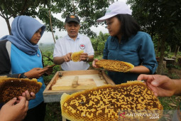 Warga sekitar Taman Nasional Bukti Tigapuluh dilatih budidaya lebah