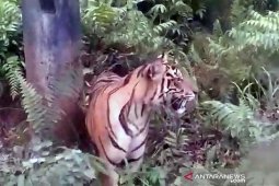 BBKSDA sebut harimau serang sapi warga hoaks