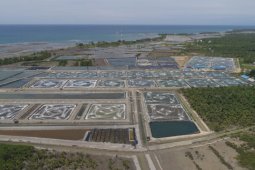 Ministry to develop sustainable shrimp farming model in Sukabumi