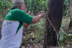 Kualitas pengaruhi harga karet di Kalbar