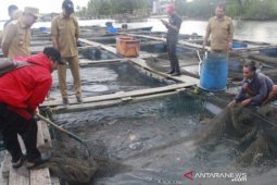 Gubernur targetkan BBI Belitung produksi 600.000 bibit kerapu